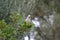 Wild Monk parakeet on a tree