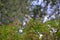 Wild Monk parakeet on a tree