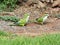 Wild monk parakeets