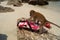 Wild monkey on the beach trying to open the bag.