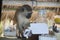 Wild monkey business, an uninvited guest at breakfast brunch in tropical resort