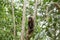 Wild monkey capuchin in the rainforest