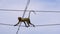 Wild monkey climbing on urban electrict power line