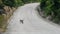 Wild monkey crossing the empty road in the mountain.