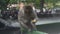 The wild monkey is eating a French fries he found in the trash can. Don`t Filmed me while I`m eating. The monkey eats fast food fr
