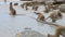 Wild monkey feeding on seabeach of huahin prachuap khiri khan southern of thailand