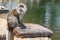 Wild monkey at Ganga Talao Temple, Grand Bassin, Black River Gorges, Mauritius