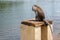 Wild monkey at Ganga Talao Temple, Grand Bassin, Black River Gorges, Mauritius