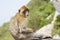 Wild monkey in Gibraltar having a relaxing time in the Rock. Barbary macaque.