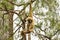 A wild monkey hangs on a tree branch.