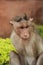 Wild monkey, India, for tourists