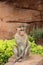 Wild monkey, India, for tourists