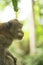 Wild monkey jungle tree profile wildlife campaign