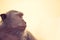 Wild monkey profile sky background wildlife