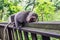Wild monkey rest on the fence in Monkey Forest Park