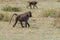 Wild monkeys in the African savannah