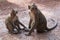 Wild monkeys around Prasat Bayon temple in Angkor Thom complex