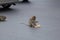 Wild monkeys come out in the road