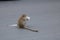 Wild monkeys come out in the road and eating food