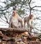 Wild Monkeys in India