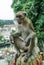 Wild monkeys in kuala lumpur; Malaysia