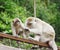 Wild monkeys Macaques crab-eaters (lat. Macaca fascicularis) closeup