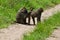 Wild monkeys in a national park in Africa. Macaques and chimpanzees in Tanzania