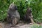 Wild monkeys in a national park in Africa. Macaques and chimpanzees in Tanzania