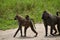 Wild monkeys in a national park in Africa. Macaques and chimpanzees in Tanzania