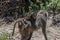 Wild monkeys in the savannah of Africa