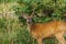 Wild mool deer feeding in high grass America