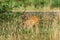 Wild mool deer feeding in high grass America