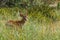 Wild mool deer feeding in high grass America