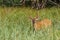 Wild mool deer feeding in high grass America