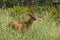 Wild mool deer feeding in high grass America