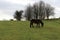 Wild moorland ponies in devon