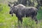 Wild moose, Alaska