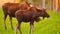 Wild moose cow calf animal wildlife Marsh Alaska Greenbelt