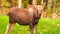 Wild Moose Cow Calf Animal Wildlife Marsh Alaska Greenbelt