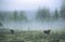 Wild moose in the early morning on the pasture in the fog. Highland swamps in the Far East of Russia