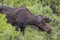 Wild moose grazing in rocky mountains