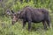 Wild moose grazing in rocky mountains