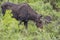 Wild moose grazing in rocky mountains