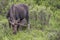 Wild moose grazing in rocky mountains