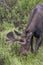 Wild moose grazing in rocky mountains