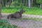 A wild moose in a nursery on a moose farm lies on the ground in the summer