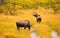 Wild Moose Pair Animal Wildlife Marsh Alaska Turnagain Arm