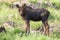 Wild Moose in the Rocky Mountains of Colorado - Moose Calf
