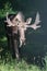 Wild Moose Walking Through the Woods in Maine