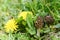 Wild morel with dandelion